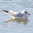 Mouette rieuse